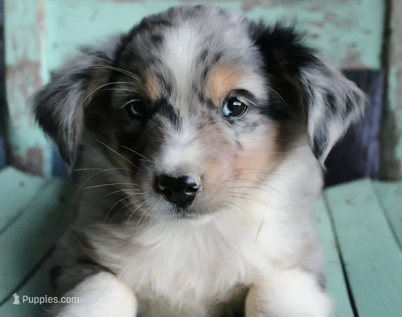 AppleFritters – Australian Shepherd puppy for sale in Homer, GA