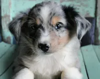 AppleFritters, a male Australian Shepherd for sale in Homer, GA – 1 of 4