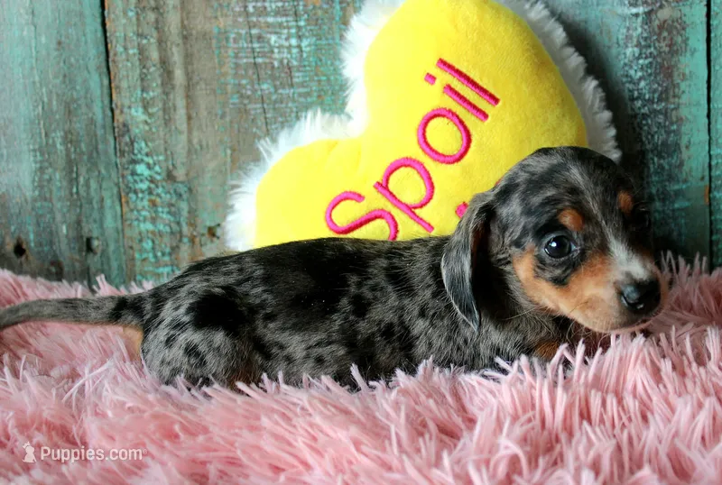 Minnie – Miniature Dachshund puppy for sale in Homer, GA
