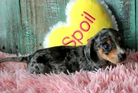 Minnie, a female Miniature Dachshund for sale in Homer, GA – 1 of 3