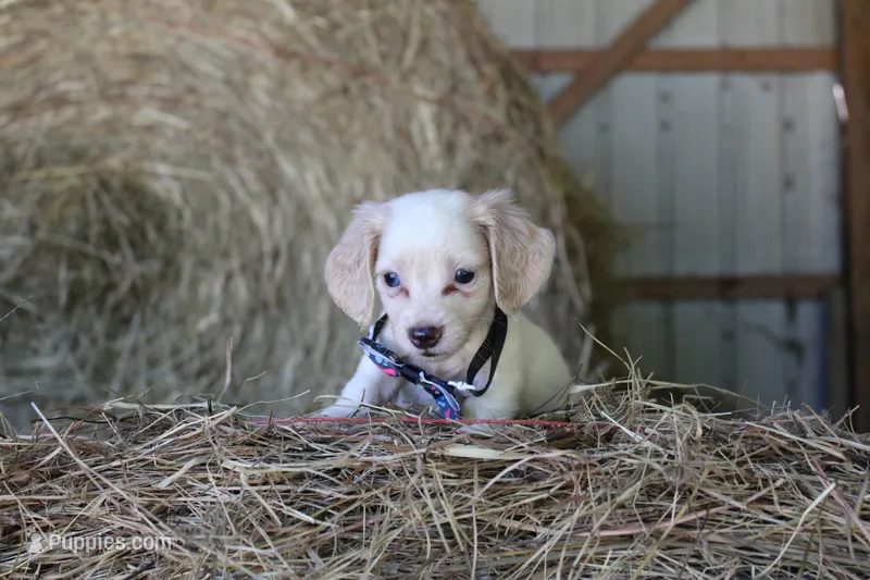 HOTDOG – Miniature Dachshund puppy for sale in Homer, GA