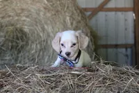 HOTDOG, a male Miniature Dachshund for sale in Homer, GA – 1 of 5