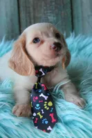 HOTDOG CreamWithBlueEyes, a male Miniature Dachshund for sale in Homer, GA – 3 of 3