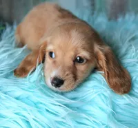 HOTDOG, a male Miniature Dachshund for sale in Homer, GA – 2 of 2