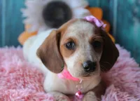 MiniCornDoggie, a female Miniature Dachshund for sale in Homer, GA – Photo 5 of 9