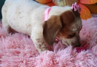 MiniCornDoggie, a female Miniature Dachshund for sale in Homer, GA – Photo 4 of 9