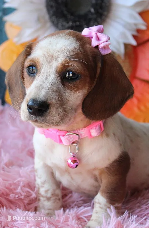 MiniCornDoggie – Miniature Dachshund puppy for sale in Homer, GA