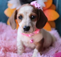 MiniCornDoggie, a female Miniature Dachshund for sale in Homer, GA – Photo 3 of 9