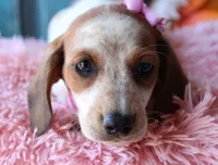 MiniCornDoggie, a female Miniature Dachshund for sale in Homer, GA – Photo 9 of 9