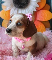 MiniCornDoggie, a female Miniature Dachshund for sale in Homer, GA – Photo 2 of 9