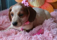 MiniCornDoggie, a female Miniature Dachshund for sale in Homer, GA – Photo 7 of 9