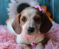 MiniCornDoggie, a female Miniature Dachshund for sale in Homer, GA – Photo 6 of 9