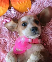 MiniCornDoggie, a female Miniature Dachshund for sale in Homer, GA – Photo 8 of 9