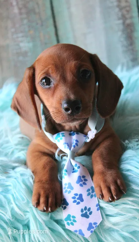 HOT DIGGITY DOG – Miniature Dachshund puppy on hold in Homer, GA