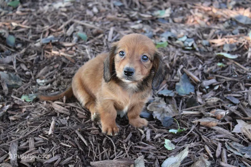 Mickey – Miniature Dachshund puppy for sale in Homer, GA