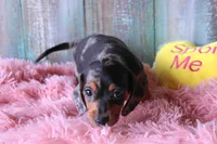 FullOfDreams, a female Miniature Dachshund for sale in Homer, GA – 4 of 5