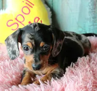 FullOfDreams, a female Miniature Dachshund for sale in Homer, GA – 2 of 5