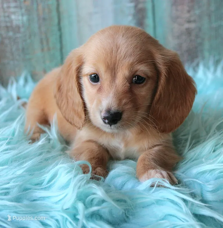 HOTDOG – Miniature Dachshund puppy for sale in Homer, GA