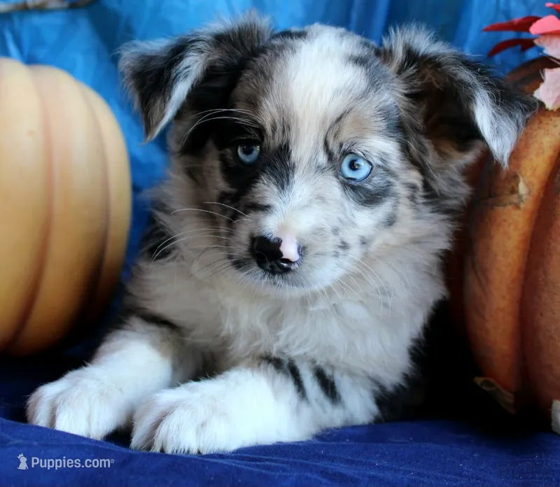 PunkinPie – Australian Shepherd puppy for sale in Homer, GA