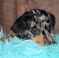 BoyNextDoor, a male Miniature Dachshund for sale in Homer, GA – Photo 3 of 5