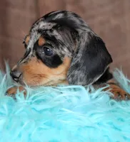 BoyNextDoor, a male Miniature Dachshund for sale in Homer, GA – Photo 4 of 5