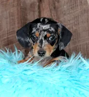 BoyNextDoor, a male Miniature Dachshund for sale in Homer, GA – Photo 5 of 5