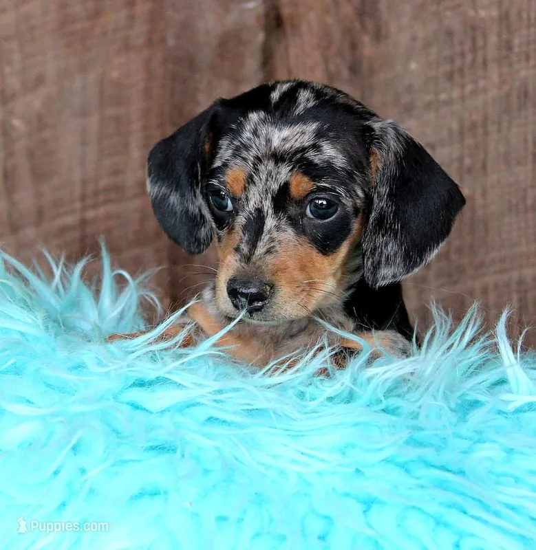 BoyNextDoor – Miniature Dachshund puppy on hold in Homer, GA