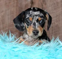BoyNextDoor, a male Miniature Dachshund for sale in Homer, GA – Photo 2 of 5