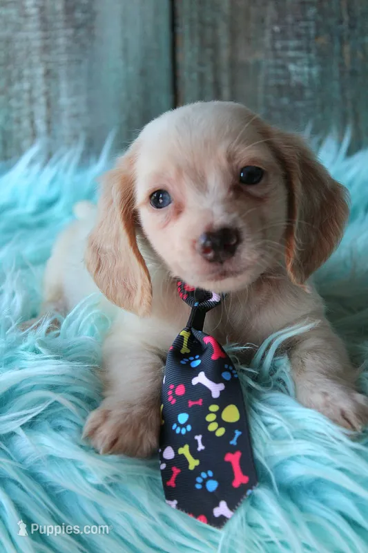HOTDOG CreamWithBlueEyes – Miniature Dachshund puppy for sale in Homer, GA