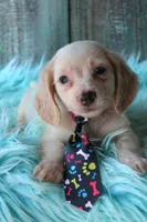 HOTDOG CreamWithBlueEyes, a male Miniature Dachshund for sale in Homer, GA – 1 of 3