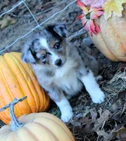 AppleFritter, a male Australian Shepherd for sale in Homer, GA – 2 of 4