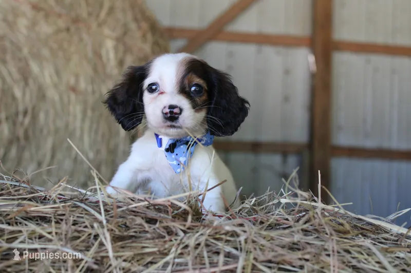 HotDogDance – Miniature Dachshund puppy for sale in Homer, GA