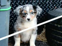 AppleFritters, a male Australian Shepherd for sale in Homer, GA – 3 of 4