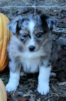 AppleFritter, a male Australian Shepherd for sale in Homer, GA – 4 of 4