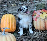 PunkinPie, a male Australian Shepherd for sale in Homer, GA – 3 of 3