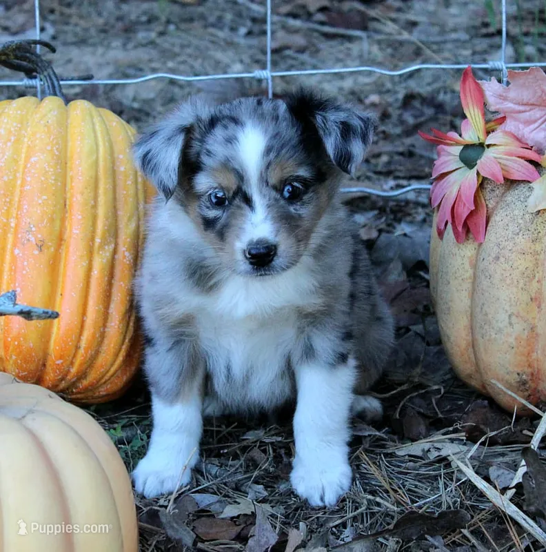 AppleFritter – Australian Shepherd puppy for sale in Homer, GA
