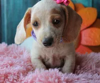 HOTDOG DAY, a female Miniature Dachshund for sale in Homer, GA – Photo 3 of 10