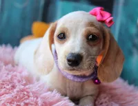 HOTDOG DAY, a female Miniature Dachshund for sale in Homer, GA – Photo 2 of 10