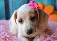 HOTDOG DAY, a female Miniature Dachshund for sale in Homer, GA – Photo 6 of 10