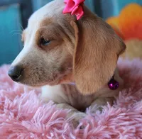 HOTDOG DAY, a female Miniature Dachshund for sale in Homer, GA – Photo 9 of 10