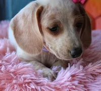 HOTDOG DAY, a female Miniature Dachshund for sale in Homer, GA – Photo 10 of 10