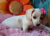 HOTDOG DAY, a female Miniature Dachshund for sale in Homer, GA – Photo 4 of 10