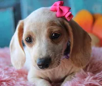 HOTDOG DAY, a female Miniature Dachshund for sale in Homer, GA – Photo 8 of 10