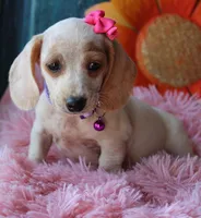 HOTDOG DAY, a female Miniature Dachshund for sale in Homer, GA – Photo 5 of 10