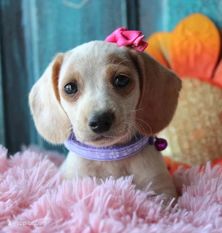 HOTDOG DAY – Miniature Dachshund puppy for sale in Homer, GA