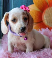 HOTDOG DAY, a female Miniature Dachshund for sale in Homer, GA – Photo 7 of 10