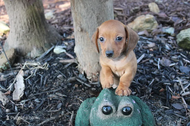 HOT DIGGITY DOG – Miniature Dachshund puppy for sale in Homer, GA