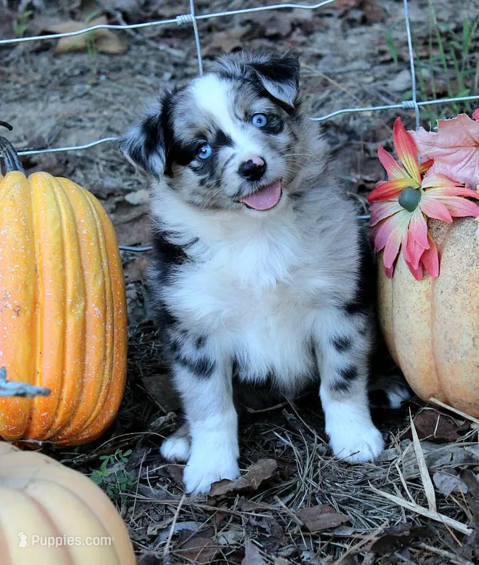 PunkinPie, a male Australian Shepherd for sale in Homer, GA – 1 of 3