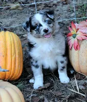 PunkinPie, a male Australian Shepherd for sale in Homer, GA – 1 of 3