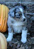 AppleFritter, a male Australian Shepherd for sale in Homer, GA – 3 of 4